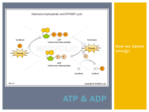 ATP & ADP - GarzScience!