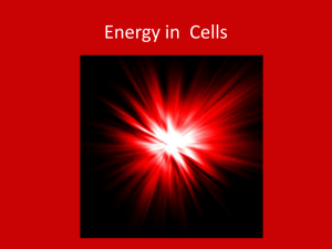 Cell Energy Notes Part 1 - Mercer Island School District
