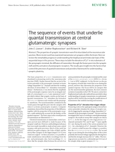 The sequence of events that underlie quantal transmission at central