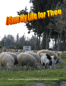 Sheep (and Goats) at Ramot Rachel in Southern Jerusalem