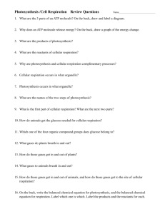Photosynthesis /Cell Respiration Review Questions