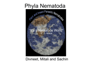 Phyla Nematoda