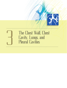 The Chest Wall, Chest Cavity, Lungs, and Pleural Cavities