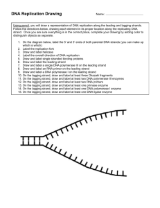 DNA replication fork drawing