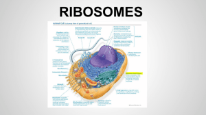 Ribosomes and ER