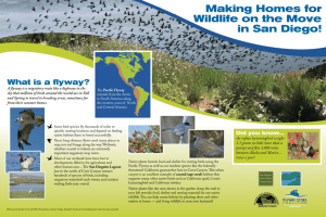What is a flyway?
