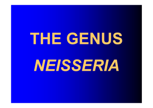 THE GENUS Neisseria