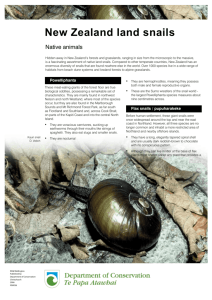 New Zealand land snails - Department of Conservation
