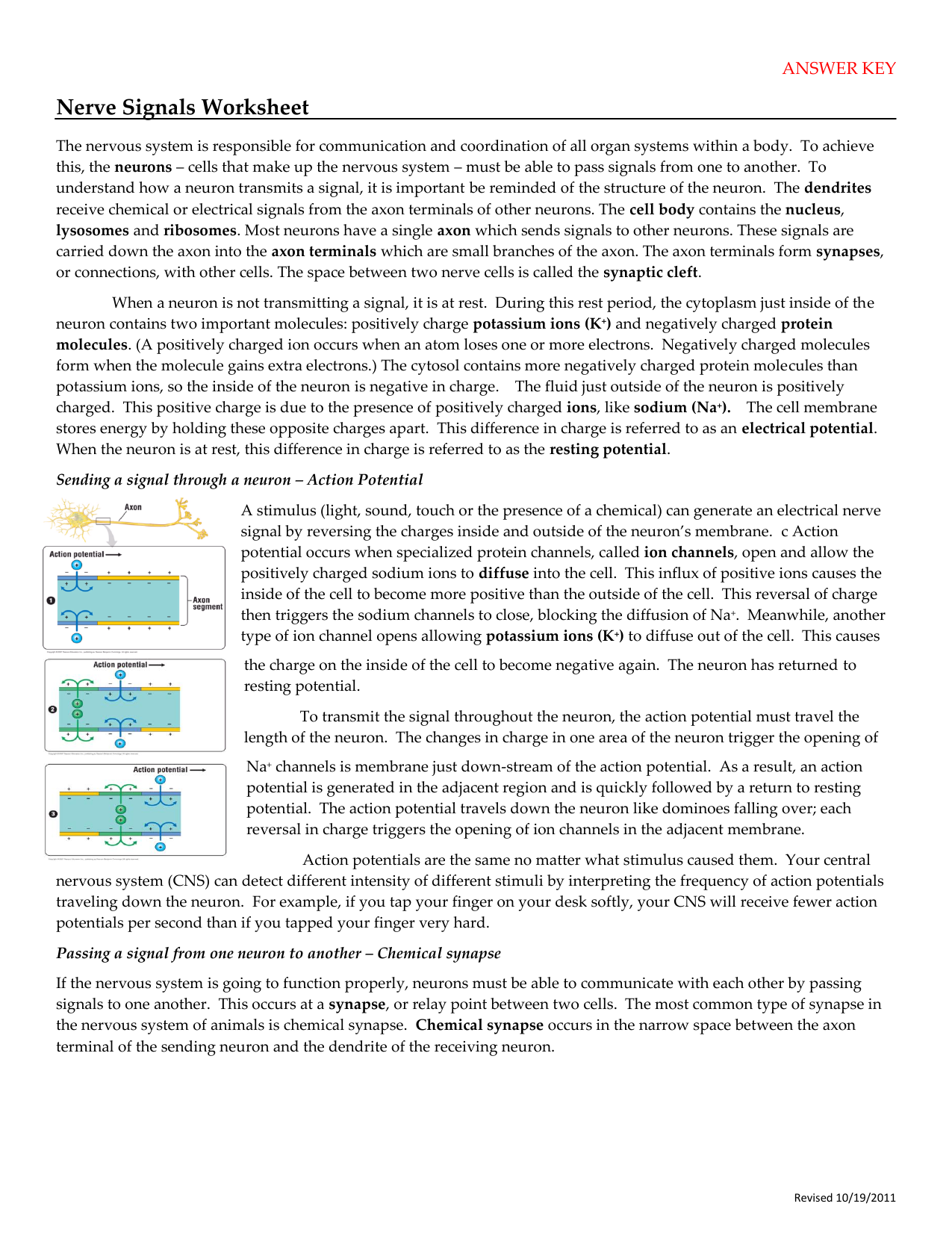 worksheet-action-potential-worksheet-worksheet-fun-worksheet-study-site