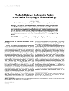 The Early History of the Polarizing Region: from Classical