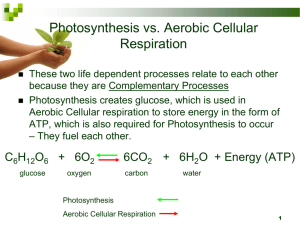 Photosynthesis vs. Aerobic Cellular Respiration