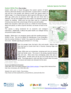 Indicator Species Fact Sheet Eastern White Pine, Pinus strobus