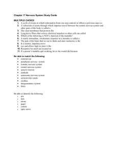 Chapter 17 Nervous System Study Guide MULTIPLE CHOICE 1. A