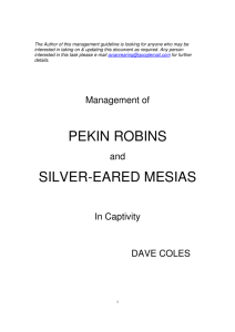 pekin robins silver-eared mesias