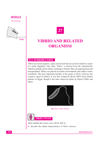 Lesson 27. Vibros & related organisms