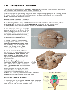 Lab - Sheep Brain Dissection