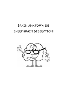 BRAIN ANATOMY: 101 SHEEP BRAIN DISSECTION!