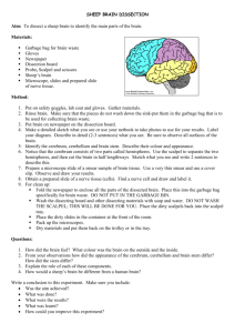 SHEEP BRAIN DISSECTION (Activity on page 212) - Timboon P