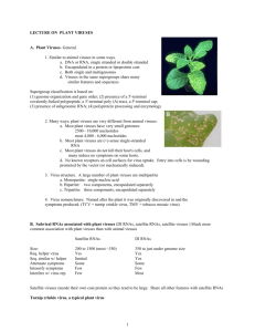 LECTURE ON PLANT VIRUS REPLICATION (5/6/97)