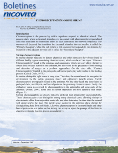 CHEMORECEPTION IN MARINE SHRIMP Introduction
