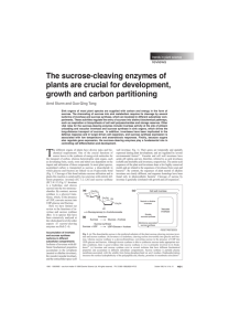 The sucrose-cleaving enzymes of plants are crucial for development