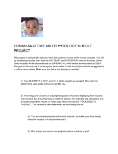 HUMAN ANATOMY AND PHYSIOLOGY MUSCLE PROJECT