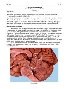 22-Cerebellar Anatomy