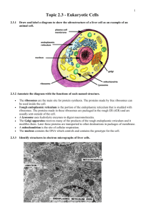 Topic 2.3 - Eukaryotic Cells
