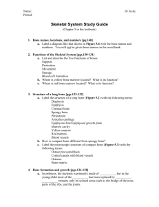 Chapter 5: The Skeletal System Study Guide
