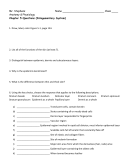 Skin Worksheet