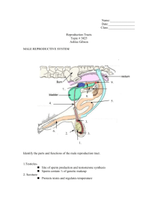 Reproductive Tract