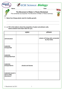 The Movement of Water in Plants Worksheet