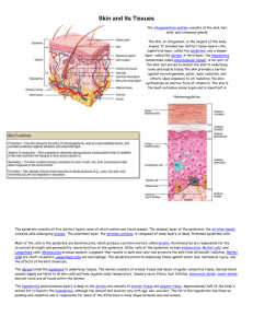 Skin and Its Tissues