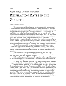 Goldfish Respiration