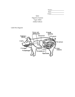 Digestive System Crossword Answers