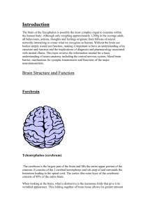 The Central Nervous System (outline, introduction)