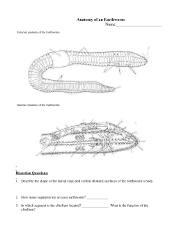 Earthworm Dissection