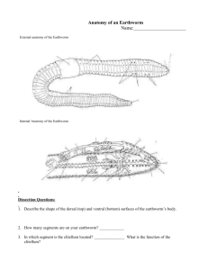 Anatomy of an Earthworm