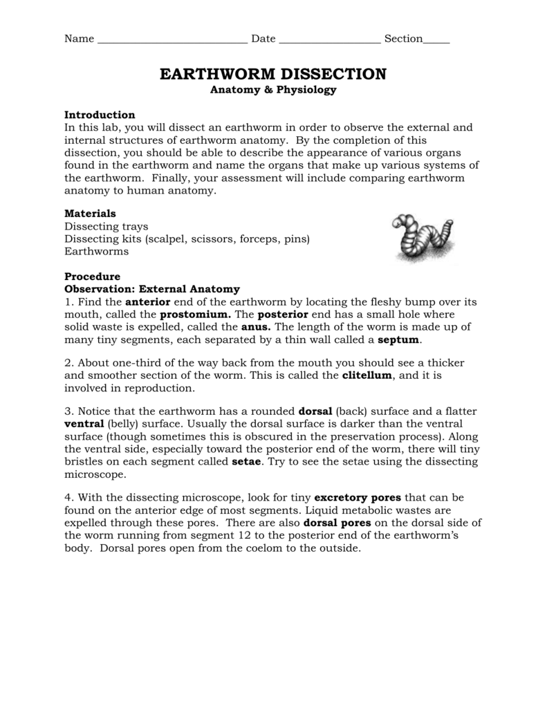 Worksheet Earthworm Worksheet Answers Worksheet Fun Worksheet Study Site