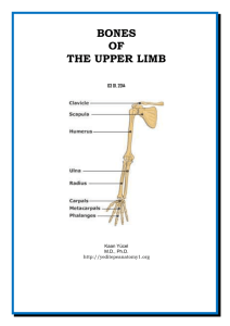 Dr.Kaan Yücel http://yeditepeanatomy1.org Bones of the upper limb