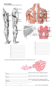 Muscular System Test
