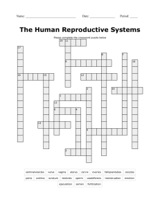 Reproductive System Crossword Puzzle