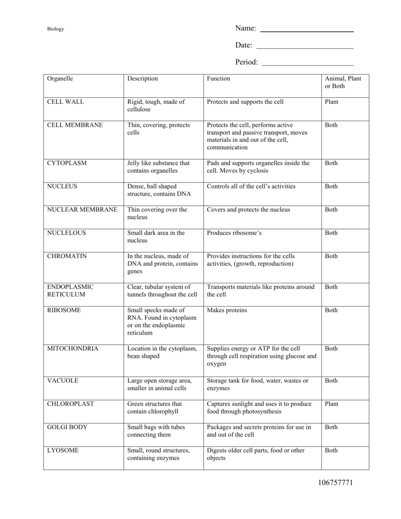 34 Cell Organelles Worksheet Answers - Free Worksheet Spreadsheet