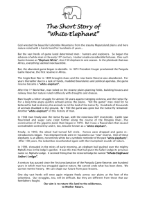 THE STORY OF “WHITE ELEPHANT”