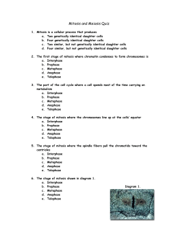MITOSIS WORKSHEET