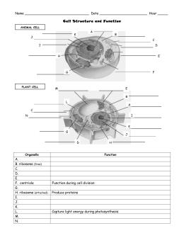 Worksheets Skills Worksheet Concept Mapping skills worksheet cell structures functions analogies concept map venn diagram