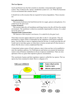 32 Phet Gene Expression Basics Worksheet - Free Worksheet Spreadsheet