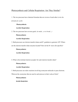 Aerobic essay question respiration