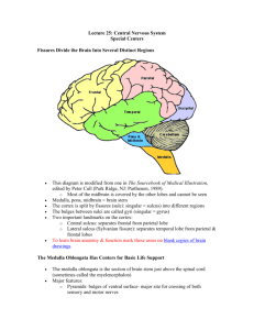Anatomy - Brain Anatomy