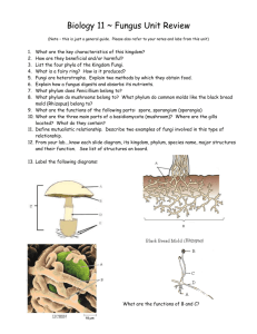 Biology 11 ~ Fungus Unit Review